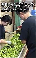 くろさき茶豆をふくろにつめるまで